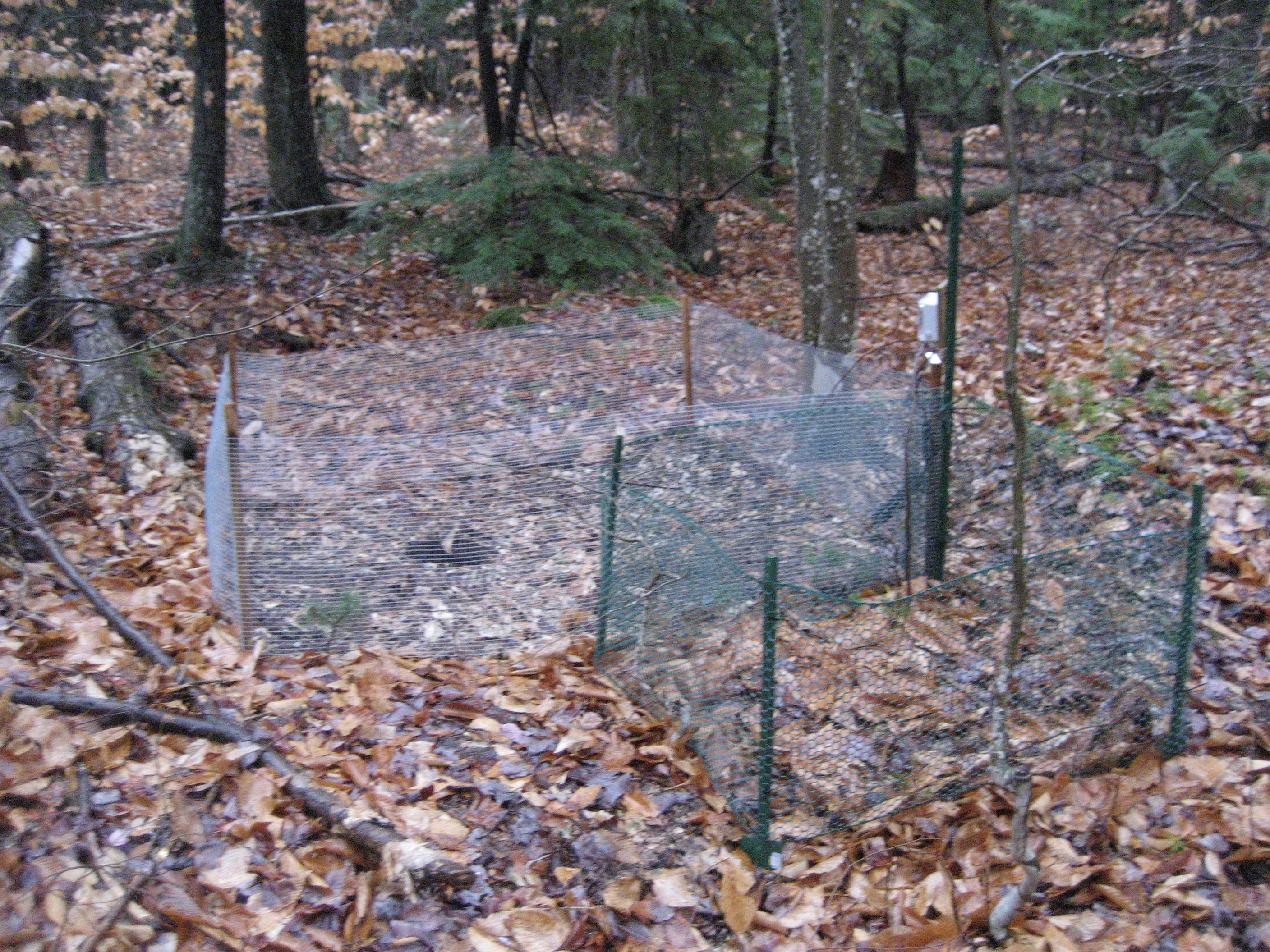 EBIS-AmeriFlux field site