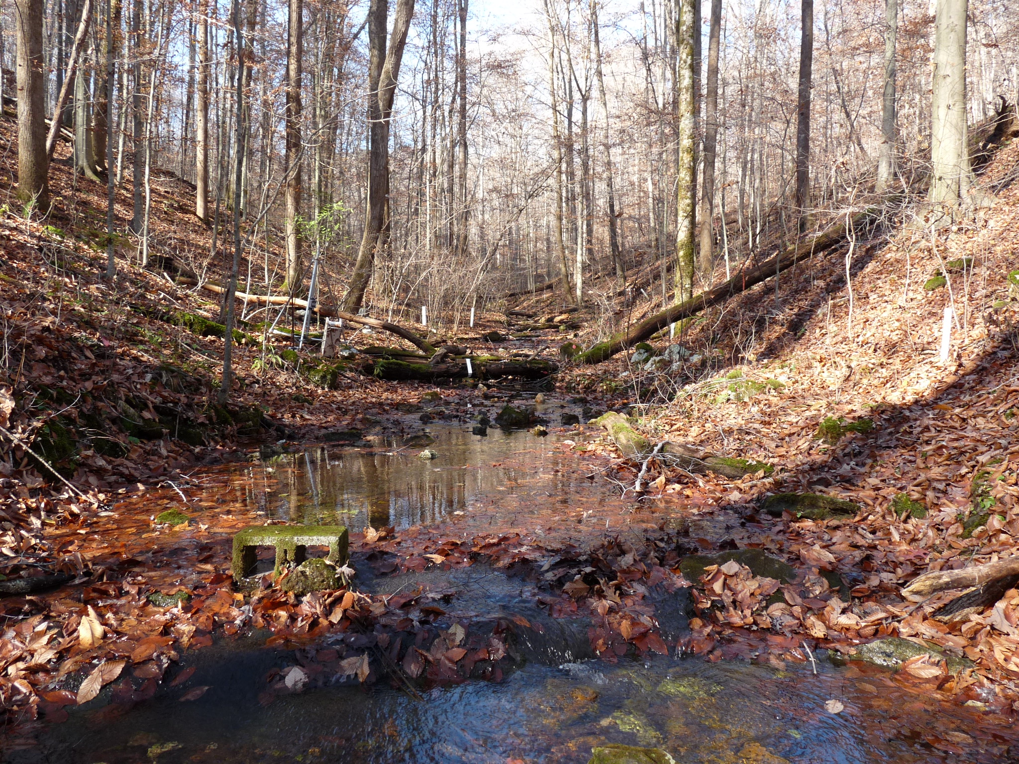 Walker Branch Watershed in autumn